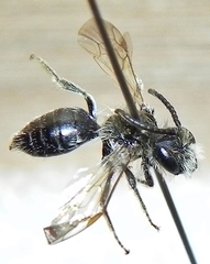 Andrena nasonii