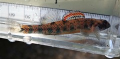Etheostoma stigmaeum
