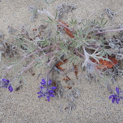 Lupinus kuschei