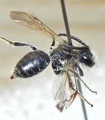 Andrena nasonii