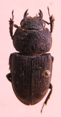 Aegus chelifer