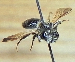 Andrena nasonii