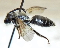 Andrena nasonii
