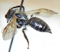 Andrena nasonii
