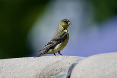 Spinus psaltria