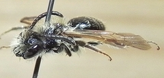 Andrena nasonii