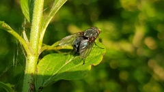 Calliphora