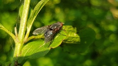Calliphora