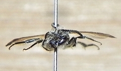 Andrena nasonii