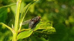 Calliphora
