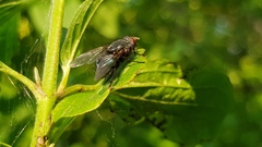 Calliphora