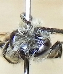 Andrena nasonii