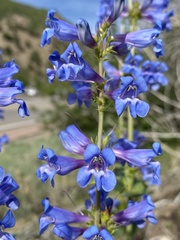 Penstemon cyananthus cyananthus