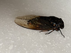 Cryptotympana mandarina