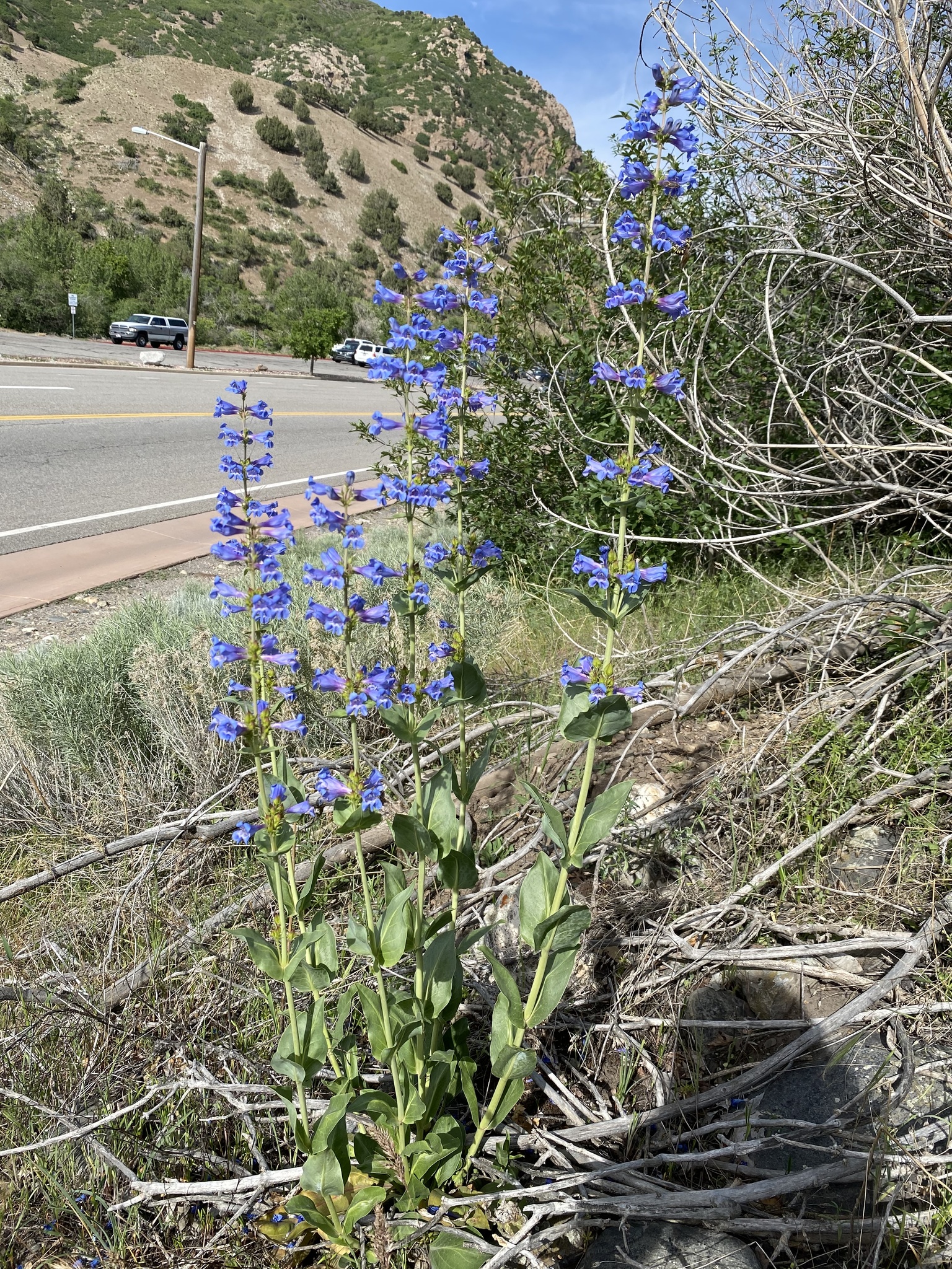 Penstemon cyananthus var. cyananthus