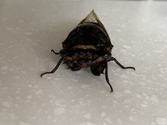 Cryptotympana mandarina