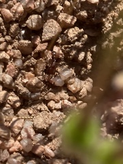Pogonomyrmex huachucanus