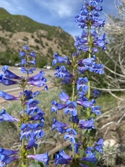 Penstemon cyananthus cyananthus