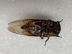 Cryptotympana mandarina