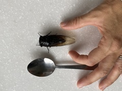 Cryptotympana mandarina