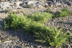 Beta vulgaris cicla