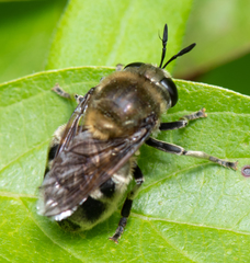 Microdon manitobensis