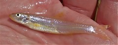 Notropis longirostris