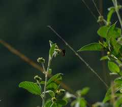 Achlyodini