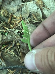 Botrychium matricariifolium