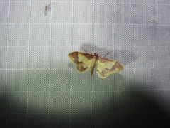 Idaea basinta