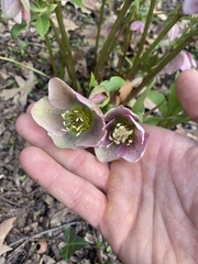 Helleboreae