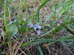 Viola cuneata