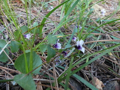 Viola cuneata