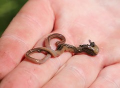 Bipalium pennsylvanicum