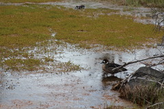 Speculanas specularis