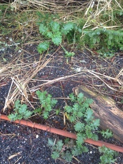 Brassica oleracea acephala