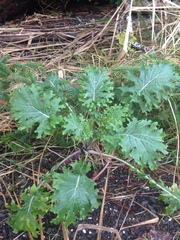 Brassica oleracea acephala