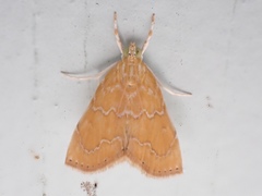 Glaphyria sesquistrialis