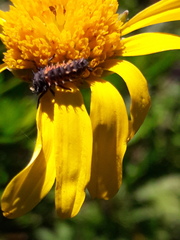 Harmonia axyridis