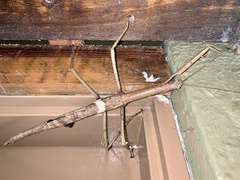 Acrophylla wuelfingi