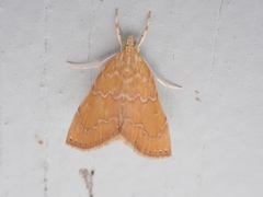 Glaphyria sesquistrialis