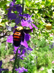Neoxylocopa