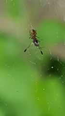 Araneidae