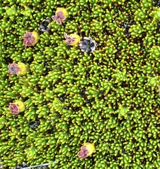 Dracophyllum muscoides