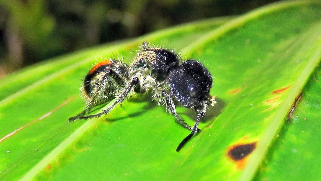 Hoplocrates cephalotes