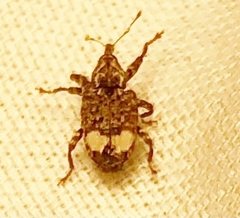 Conotrachelus albicinctus