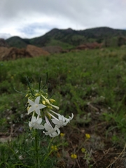 Ipomopsis aggregata candida