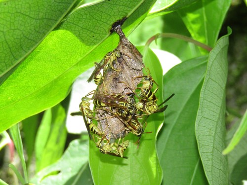Mischocyttarus costaricensis image