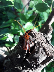Chydarteres striatus