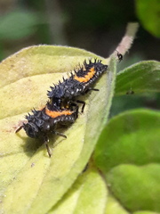 Harmonia axyridis